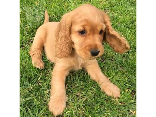 KC καταχωρημένα κουτάβια Cocker Spaniel